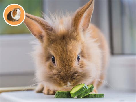 Infografika s odporúčaným pomerným rozložením potravy pre zakrslého králika