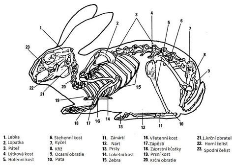 Ilustrácia veterinára prehliadajúceho zakrslého králika