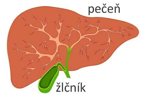 Grafické znázornenie pečene a žlčníka