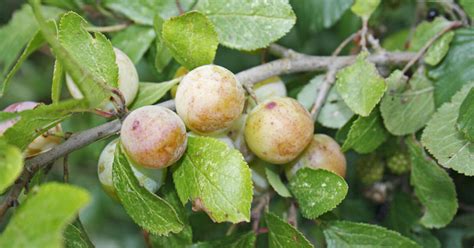 strom ringloty s plodmi