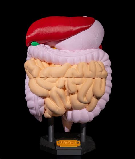 Detské črevo a tráviaci systém