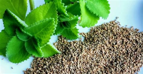 Bylinky na trávenie