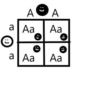 Punnettov štvorček pre dihybridické kríženie