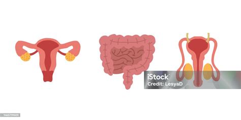 Mužský reprodukčný systém