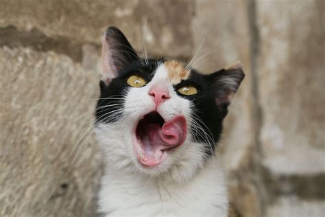 Mačka v pieskovisku