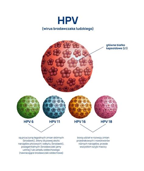 Infografika zobrazujúca HPV vírus a jeho vplyv