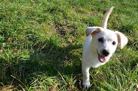 Dieťa hladká šteniatko