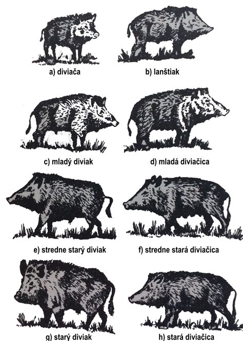 ilustrácia detí rôzneho veku