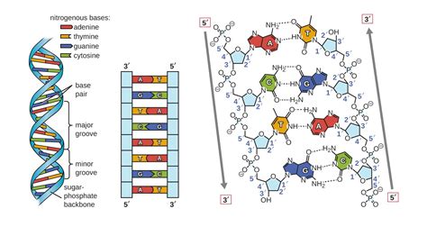 Diagram panvového dna