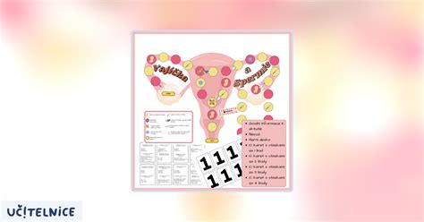 Ilustrácia implantácie vajíčka