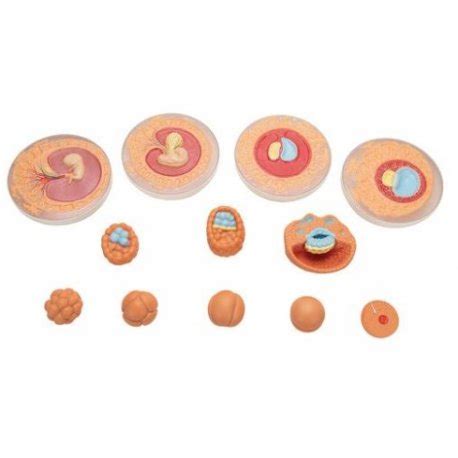 Ilustrácia vývoja embrya v inkubátore