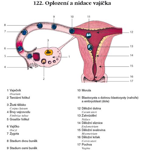 Schéma reprodukčného systému ženy
