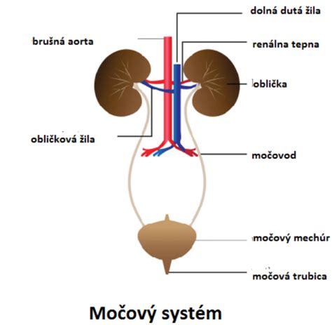 Infografika zobrazujúca ľudský močový systém
