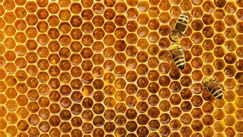 Detail včelieho žihadla