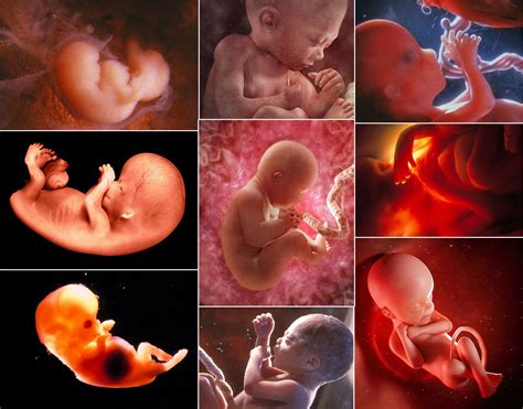 Vývoj embrya v laboratóriu