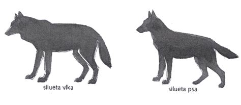 Porovnanie vlka a psa