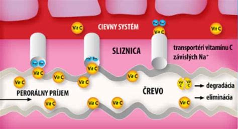 Diagram znázorňujúci interakciu imunitného systému a reprodukcie