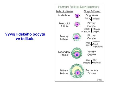 vývoj folikulu a ovulácia