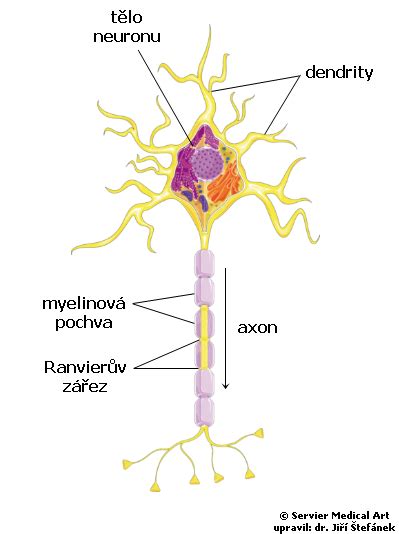 Ilustrácia nervového systému