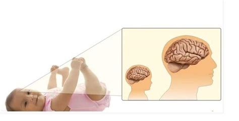 Graf zobrazujúci vývoj mozgu dieťaťa v prvých rokoch života