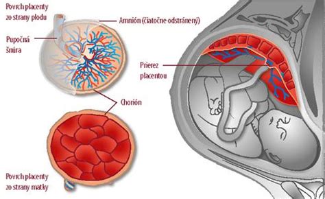 Ilustrácia znázorňujúca matku a bábätko prepojených pupočnou šnúrou