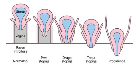 diagram vnútornej stavby maternice s placentou