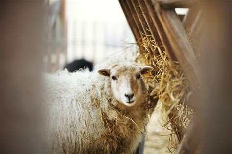 Detail hracieho kolotoča s ovečkami