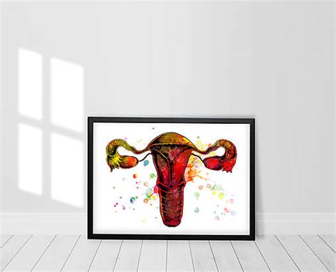 Ilustrácia ženského reprodukčného systému s vyznačenou maternicou