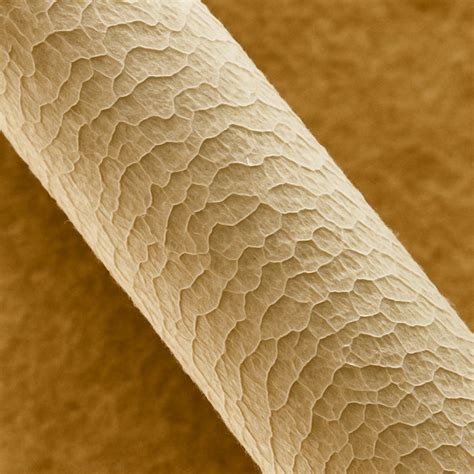 Detail merino vlny v fusaku