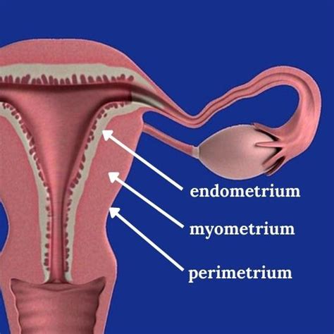 Schematické znázornenie steny maternice s endometriom a myometriom
