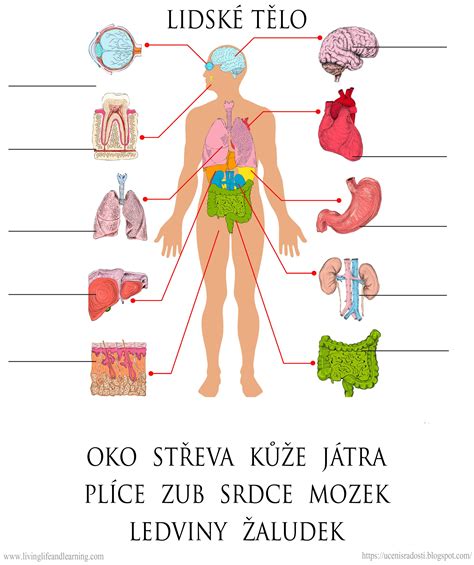 Anatomické zobrazenie ženského a mužského genitálu s vyznačenými možnými miestami výskytu bradavíc