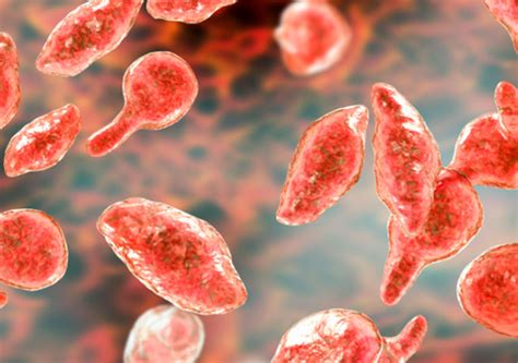 Ilustrácia baktérií Mycoplasma