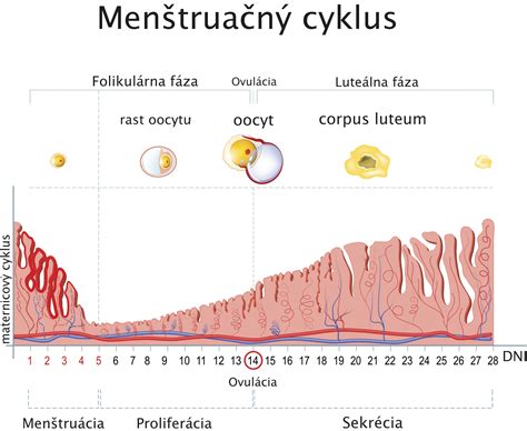 Štruktúra maternice a endometria