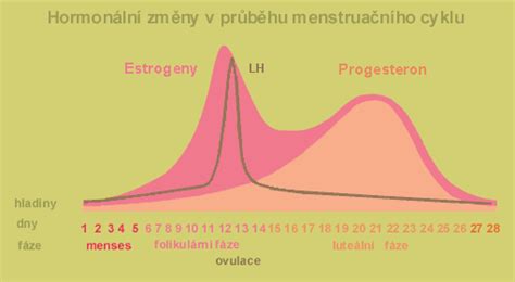 Hormonálny cyklus v tehotenstve