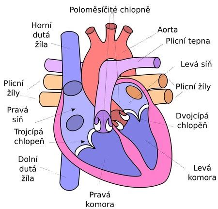 Ilustrácia ženského srdca s pulzujúcimi tepnami