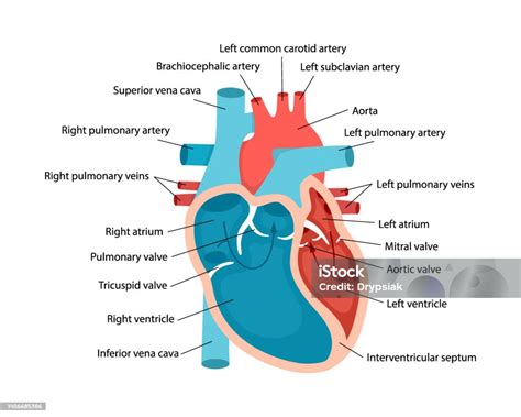 Diagram znázorňujúci srdce a placentu s prepojením pupočnou šnúrou