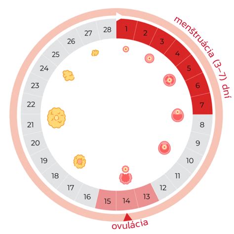 Infografika zobrazujúca priebeh menštruačného cyklu