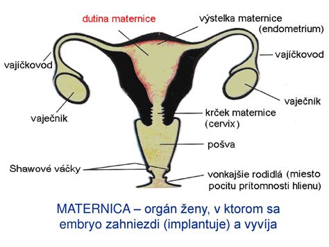 Diagram zobrazujúci vrstvy maternice a miesto rezu pri cisárskom reze.