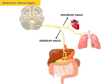 Ilustrácia nervového systému a prenosu vzruchov