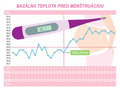 Infografika porovnávajúca bazálnu teplotu pred a po ovulácii