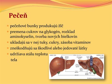 schematické znázornenie pečene a žlčových ciest