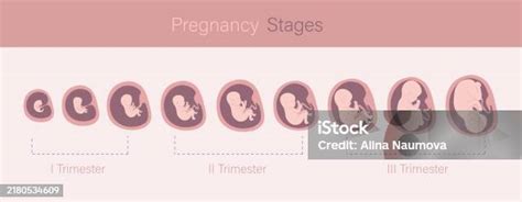 Schematické znázornenie vývoja plodu v jednotlivých trimestroch