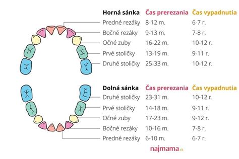 Graf znázorňujúci typické poradie prerezávania mliečnych zubov