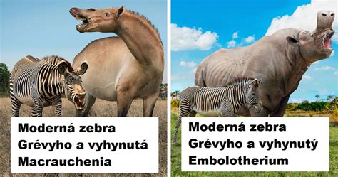 diagram porovnanie veľkosti hlavy pri mikrocefálii a makrocefálii