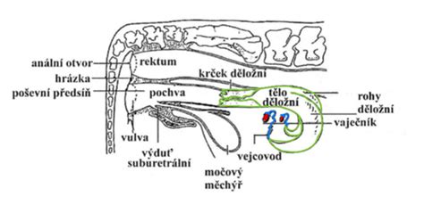 Schéma reprodukčných orgánov prasnice