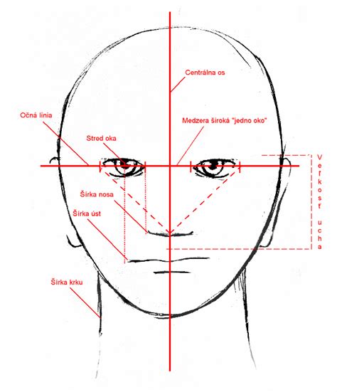 Diagram znázorňujúci proporcie tváre