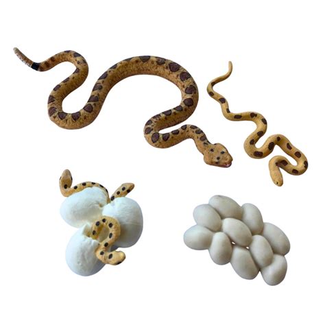 Životný cyklus spermií