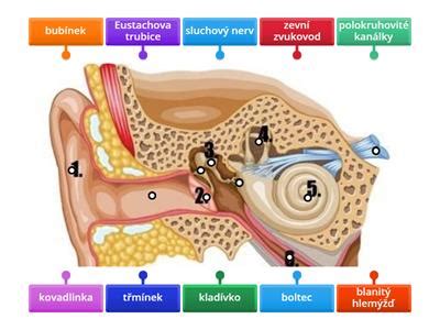 Diagram vnútorného ucha