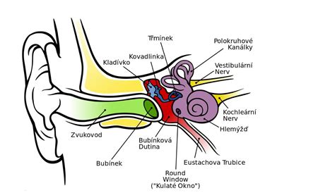 schematické znázornenie Eustachovej trubice u dieťaťa a dospelého