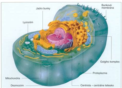 Ilustrácia ľudskej bunky